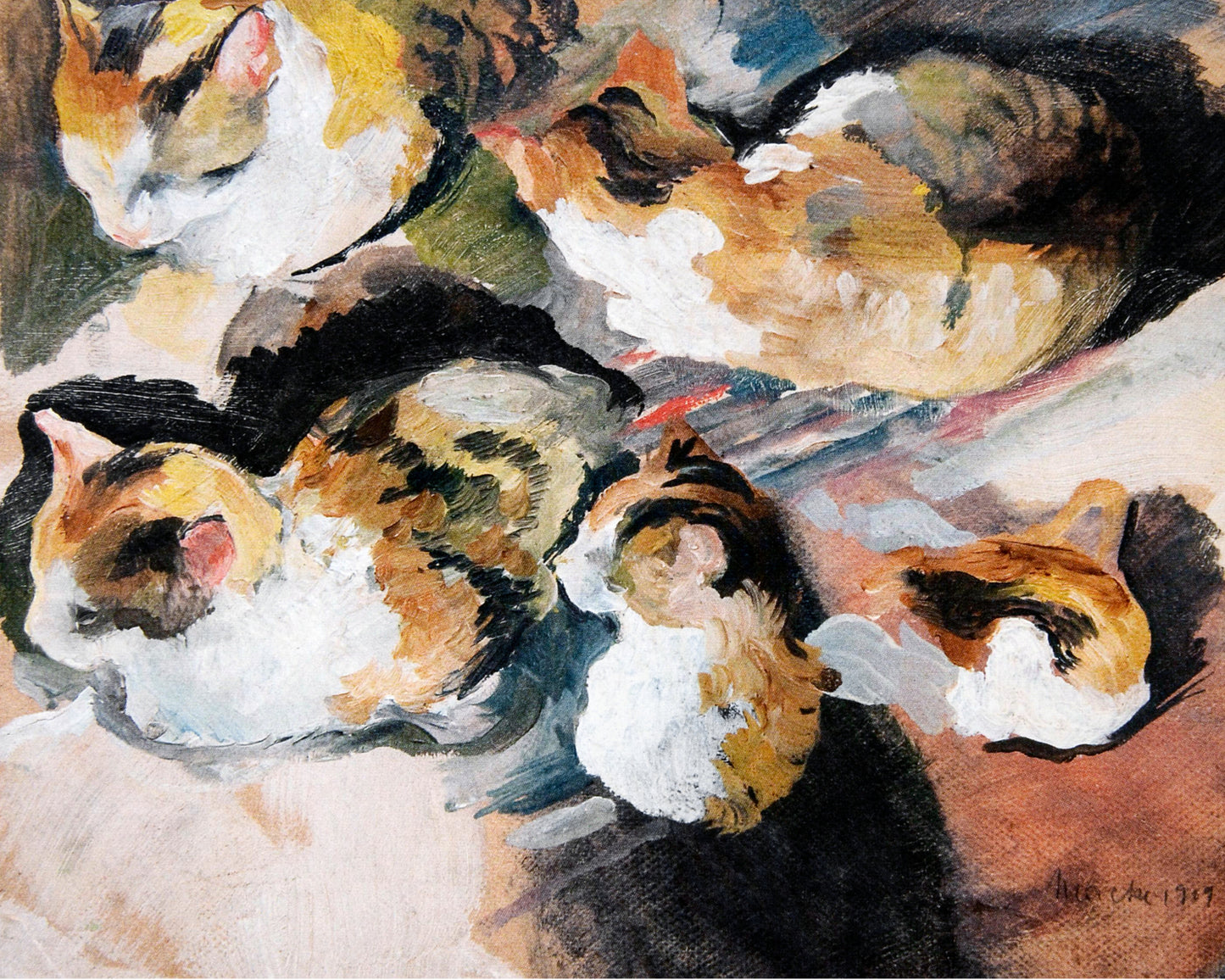 Study of A Cat