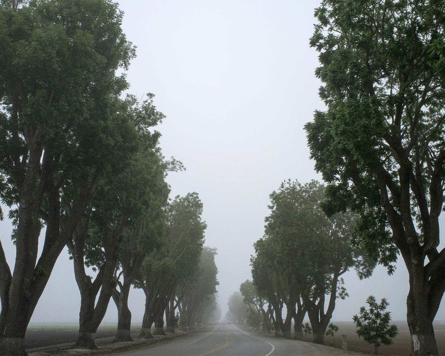 Roadside trees in fog