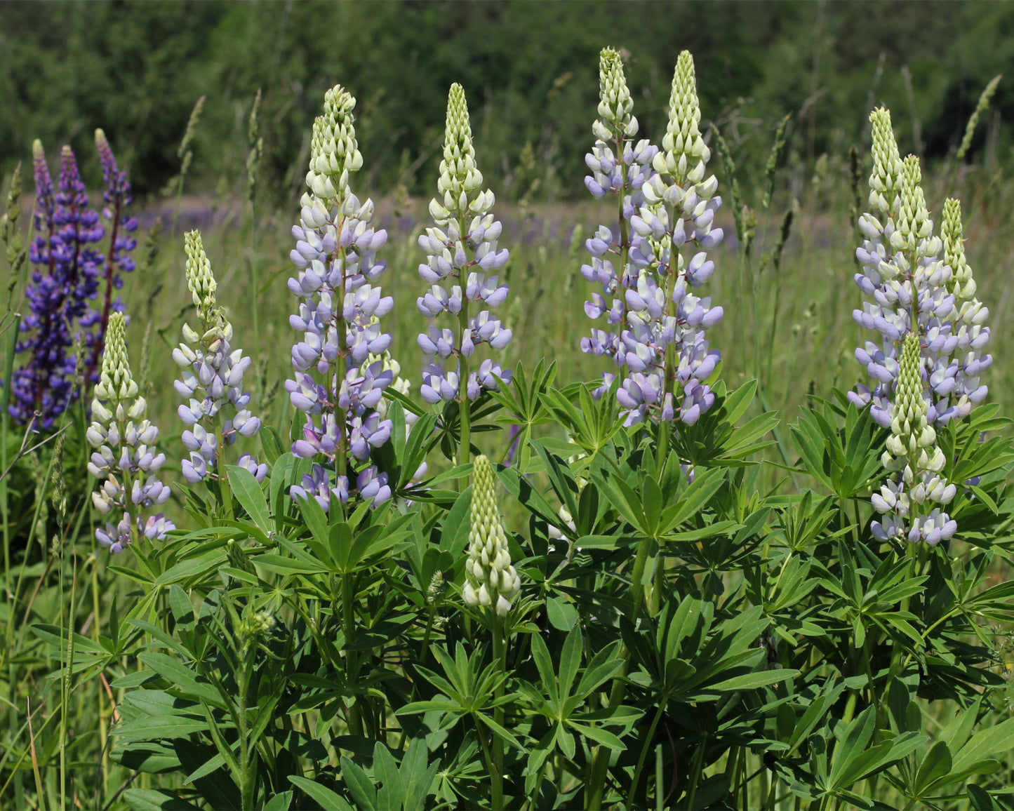 Large-leaved Lupine