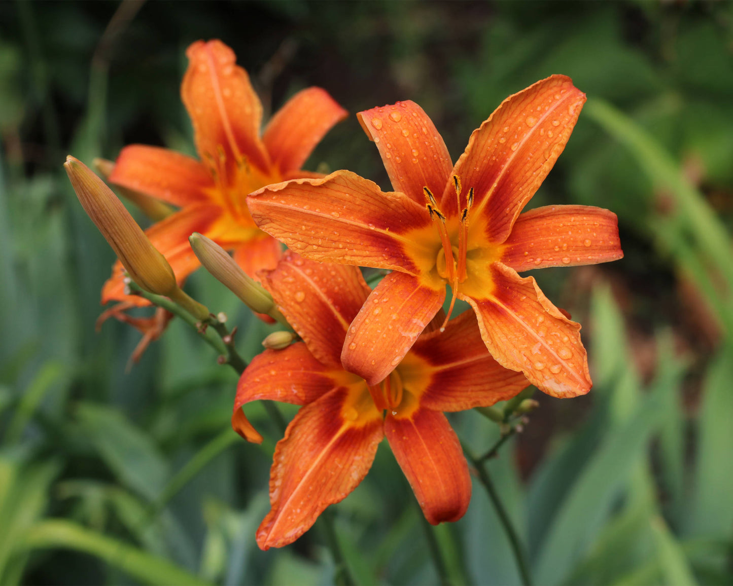 Orange Daylily