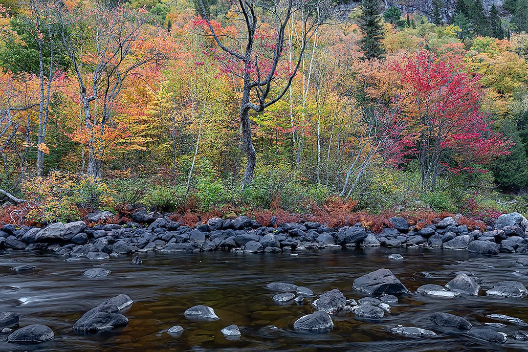 Autumn Riverbank Colour