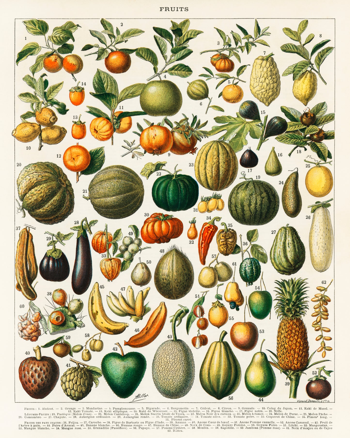 Fruits and Vegetables