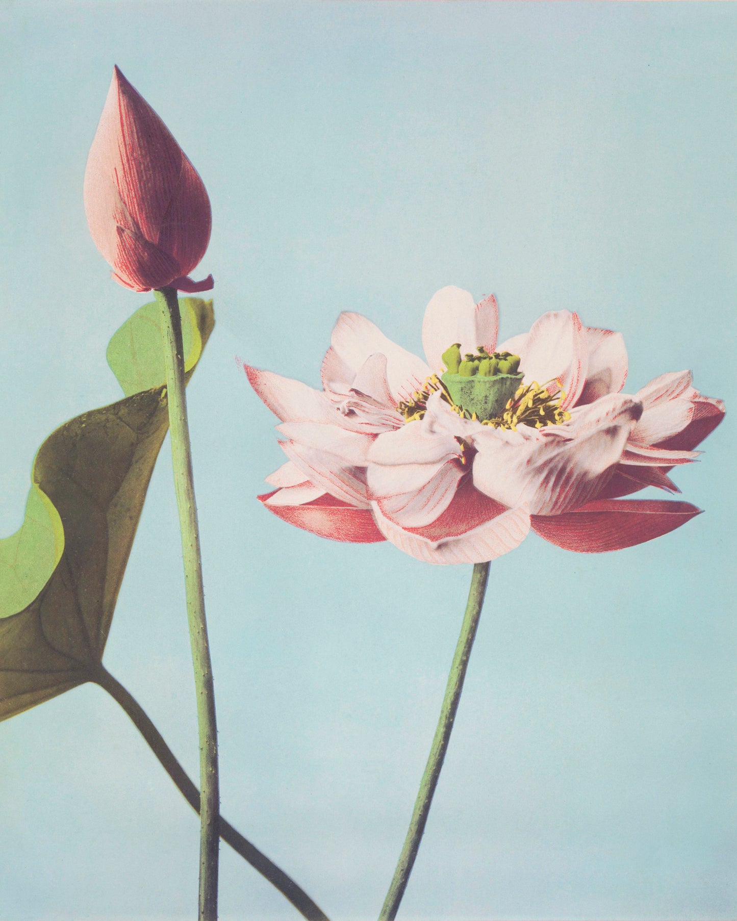 Lotus Flowers
