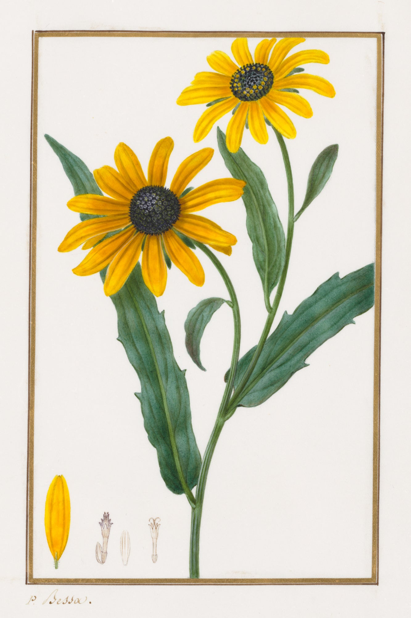 Black-eyed Susan