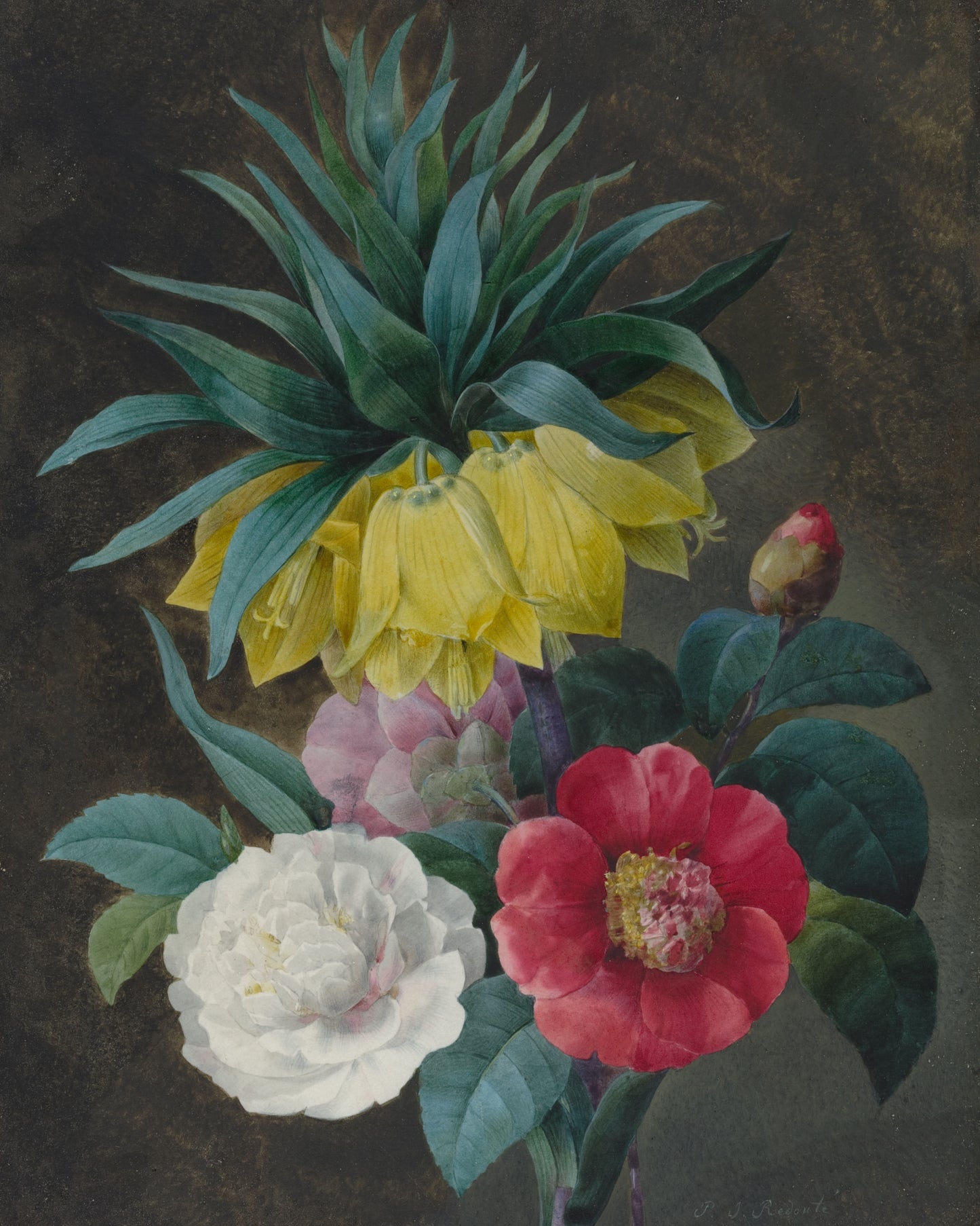 Four Peonies and a Crown Imperial