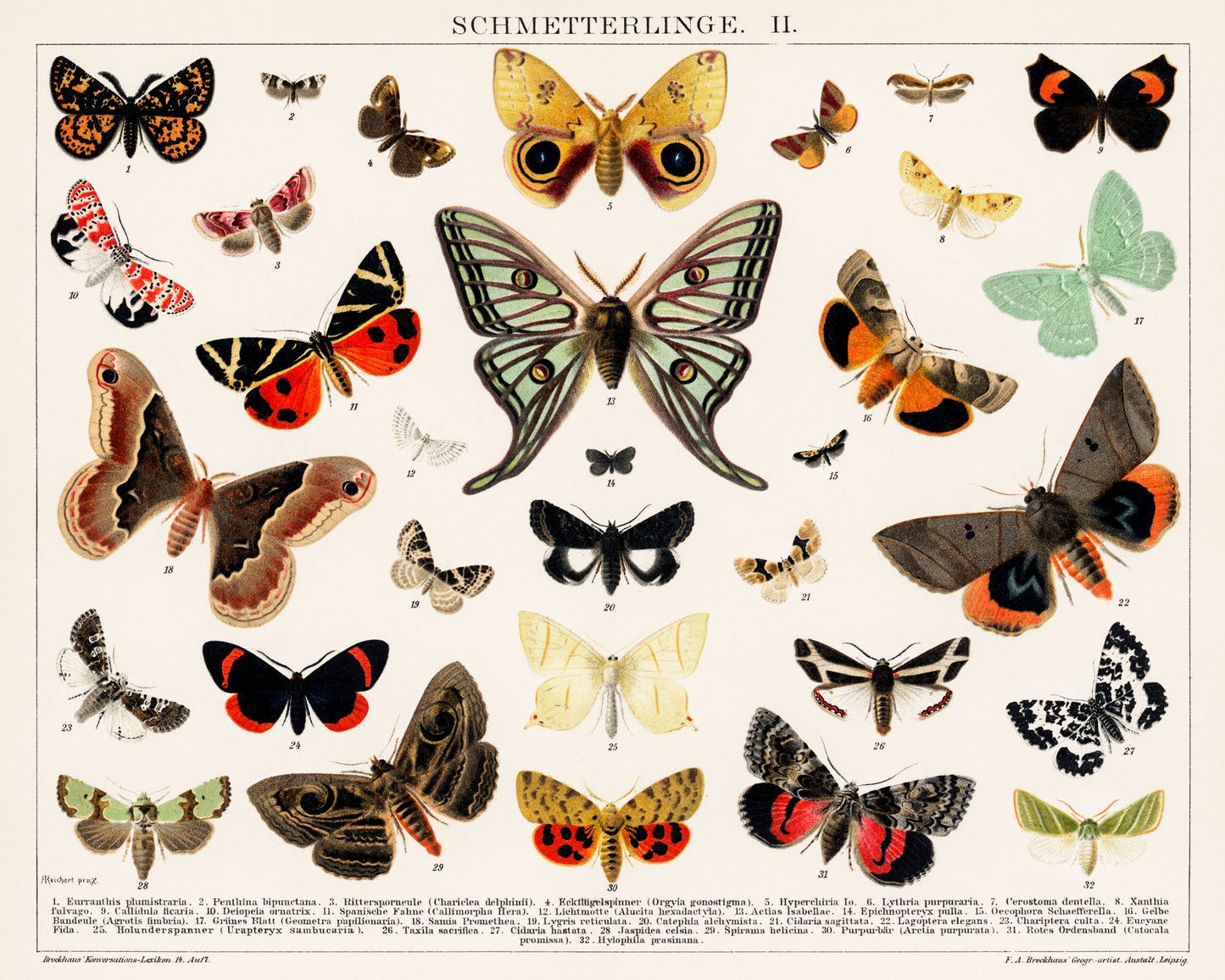Antique Butterfly and Moth Lithograph