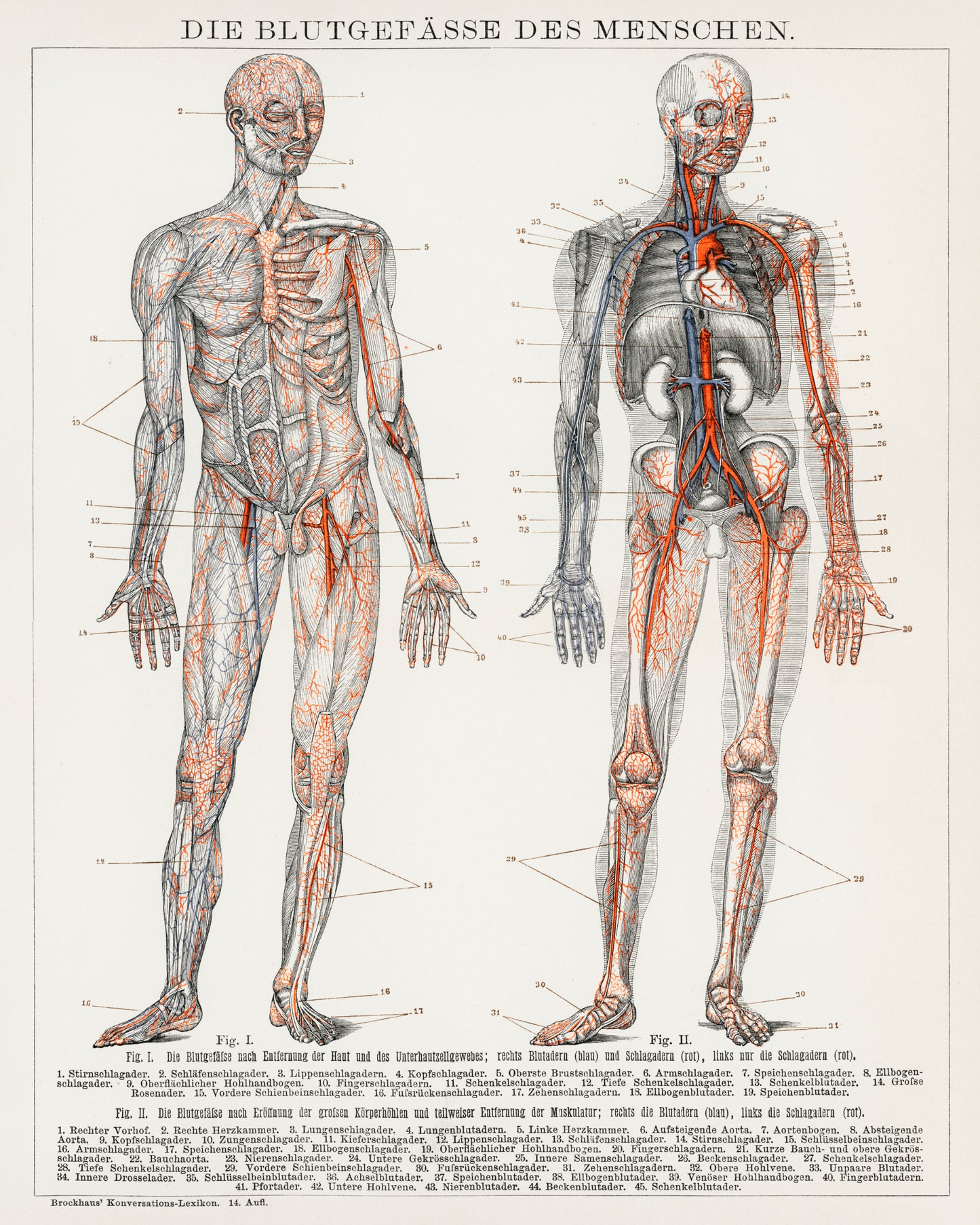 Antique Lithograph of the Human Blood Vessels and Cardiovascular System