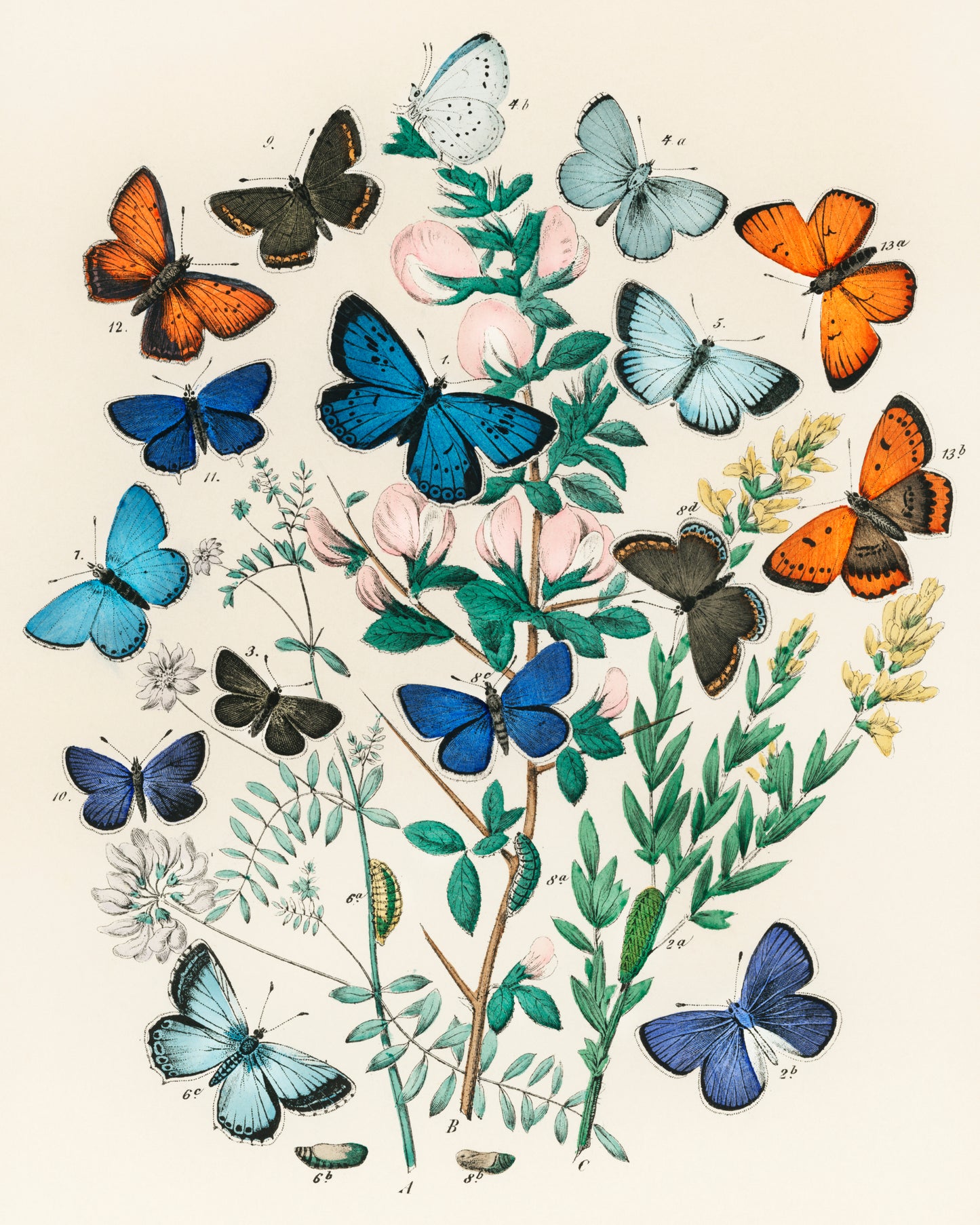 European Butterflies and Moths
