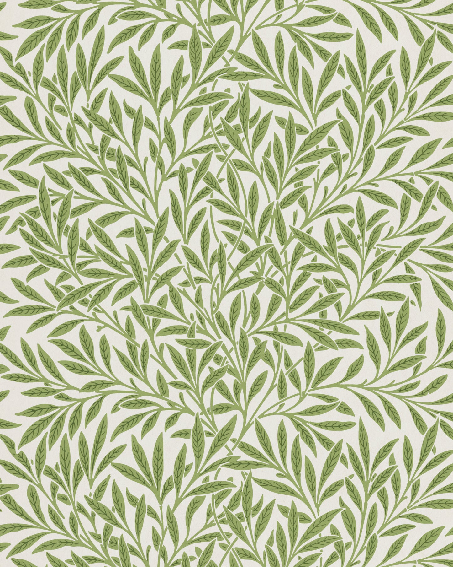 Light Willow