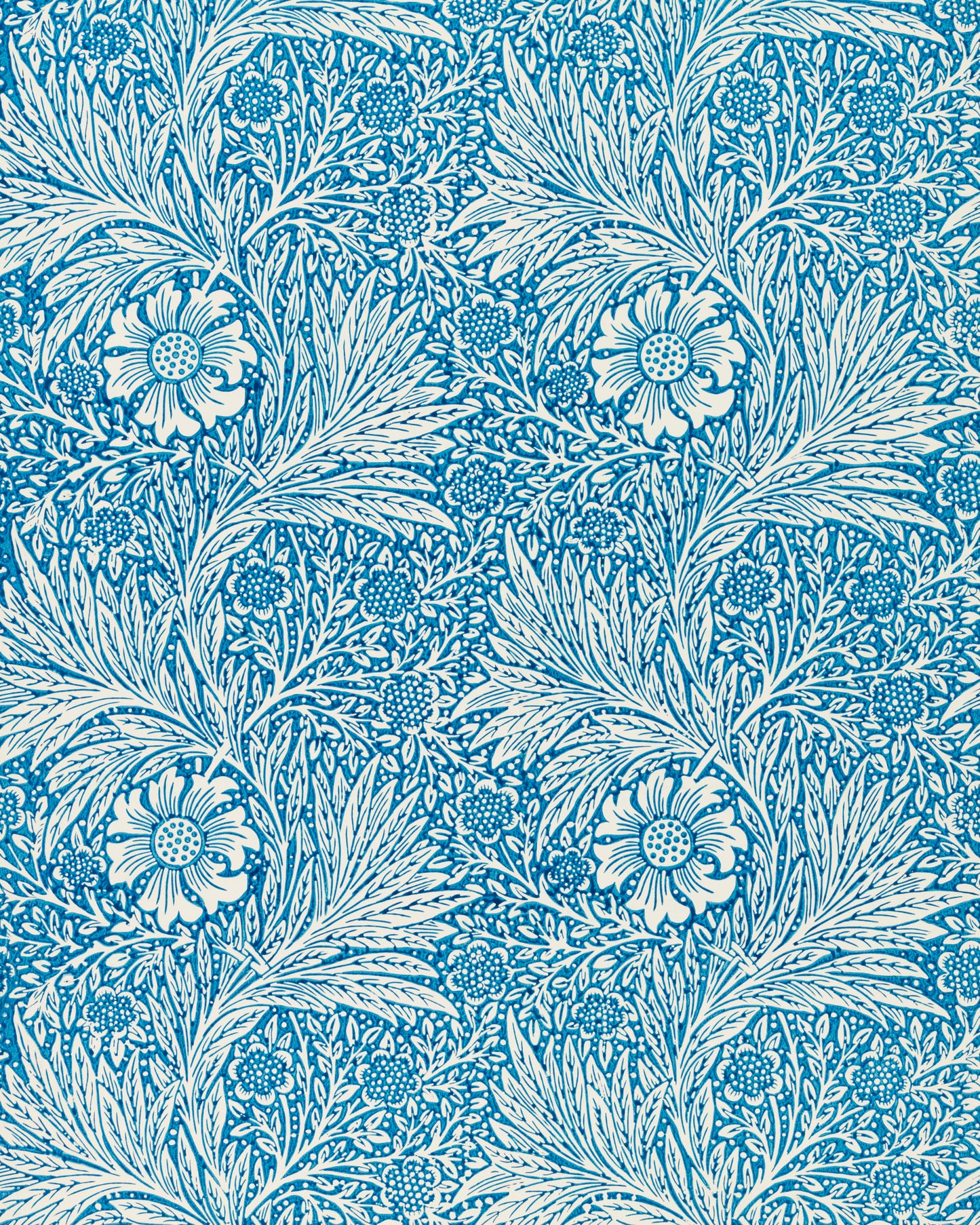 Blue Marigold