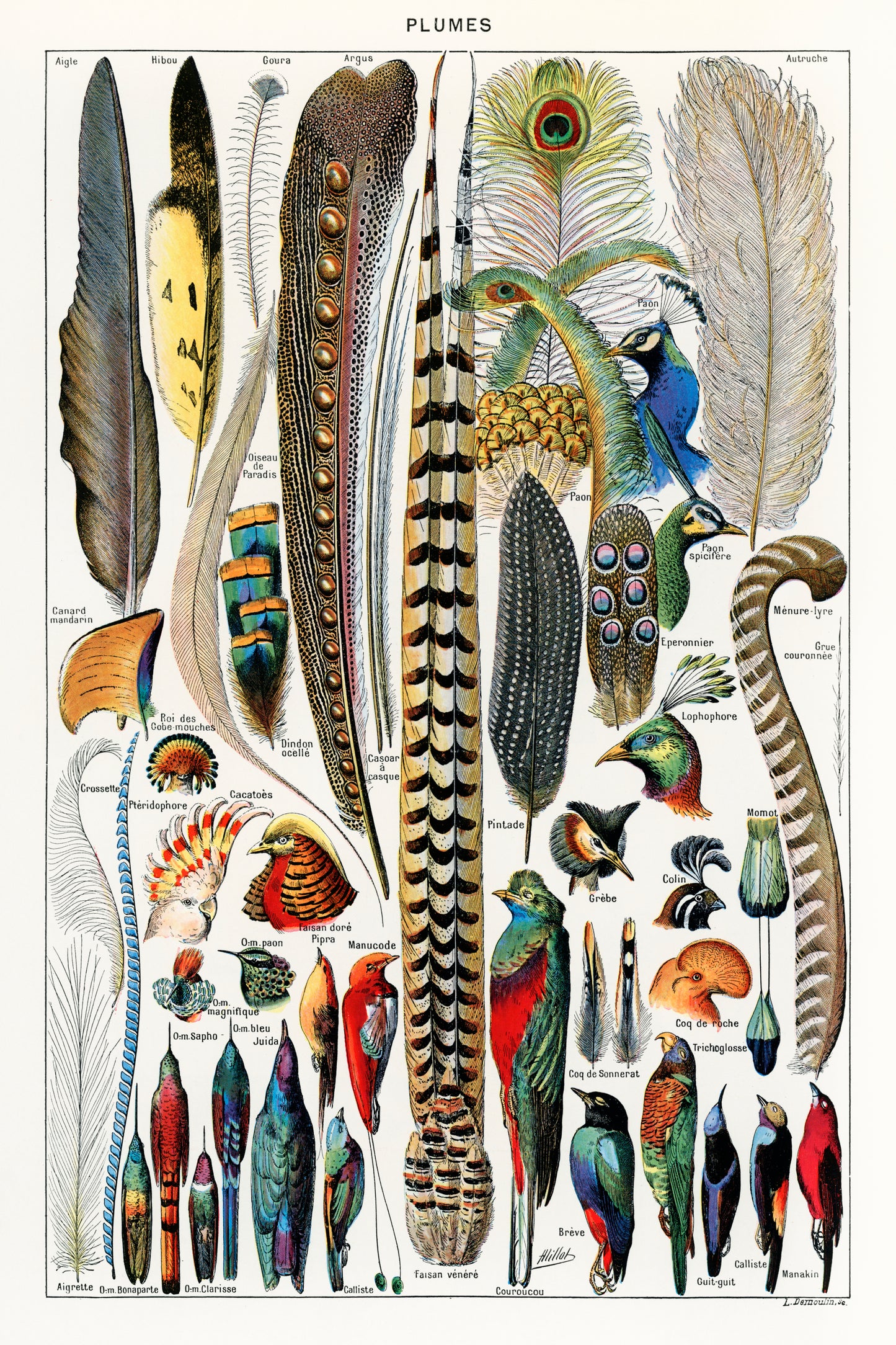 Plumes
