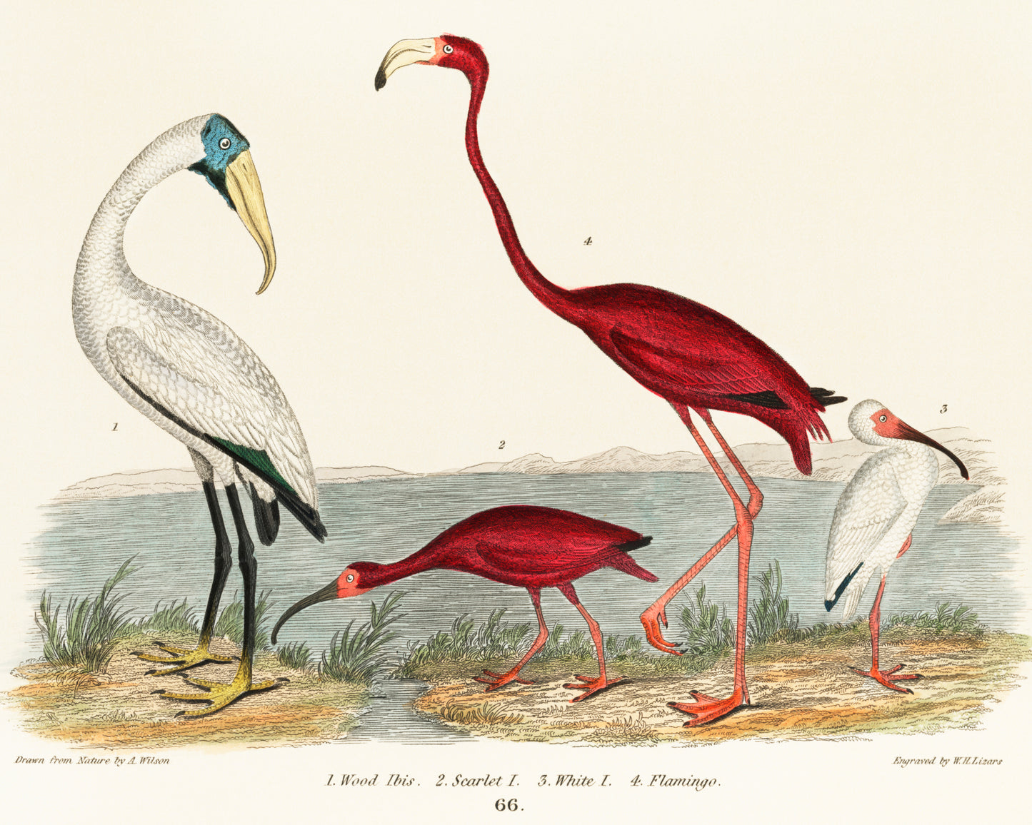 Wood Ibis and Scarlet Flamingo