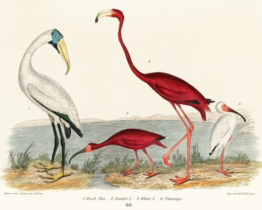 Wood Ibis and Scarlet Flamingo