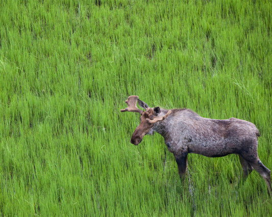 Field Moose