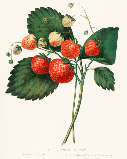 The Boston Pine Strawberry