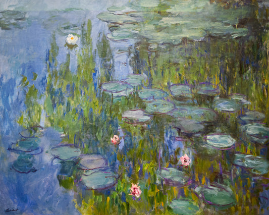 Water Lillies