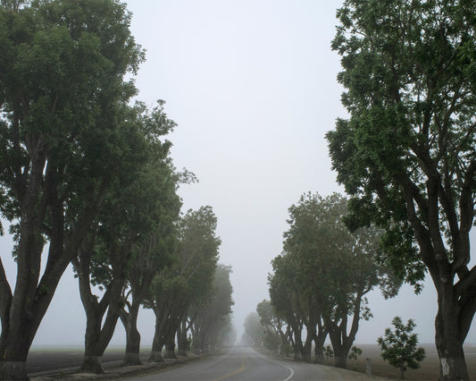 Roadside trees in fog