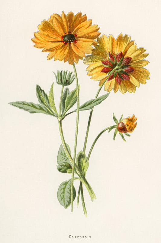 Coreopsis