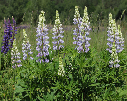Large-leaved Lupine