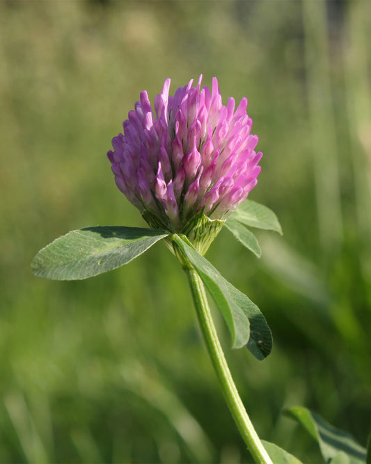 Red Clover