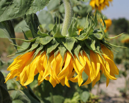 Sunflower Head