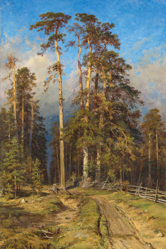 Pine Forest