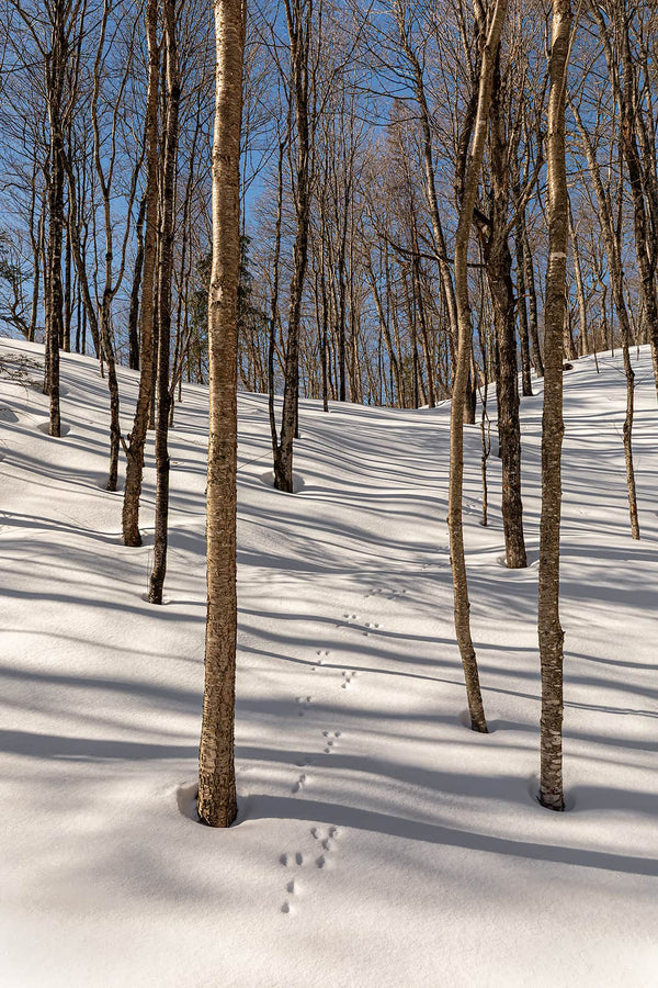 Showshoe Hare Tracks