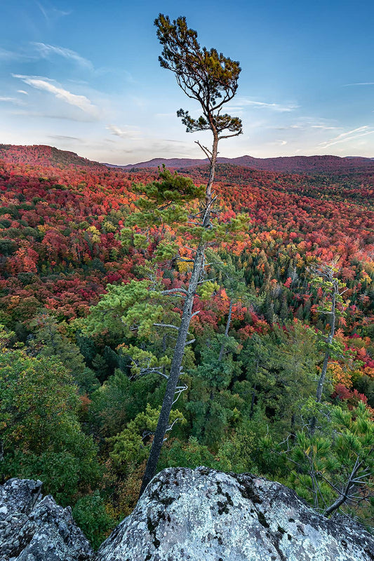 Pine on Cliff