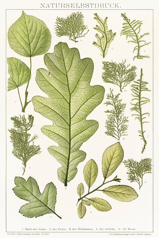 Leaves