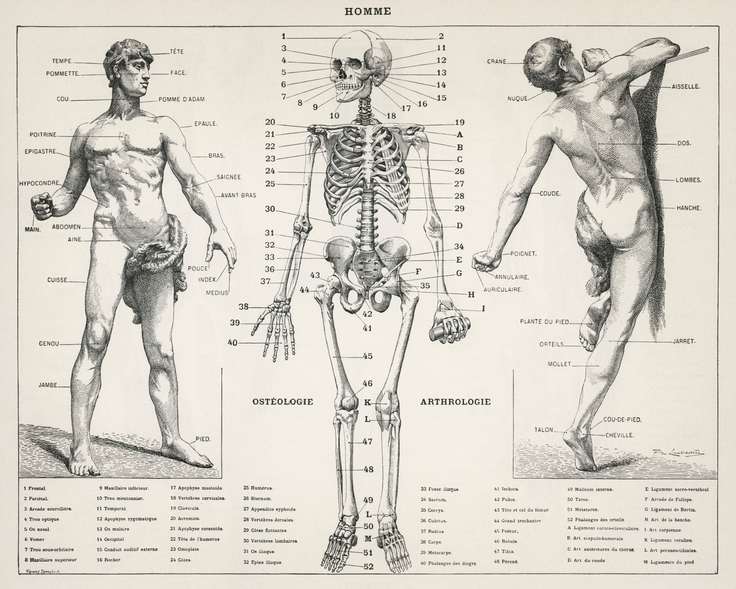 Antique Illustration of the Human Body