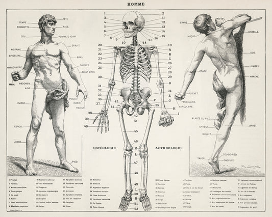 Antique Illustration of the Human Body