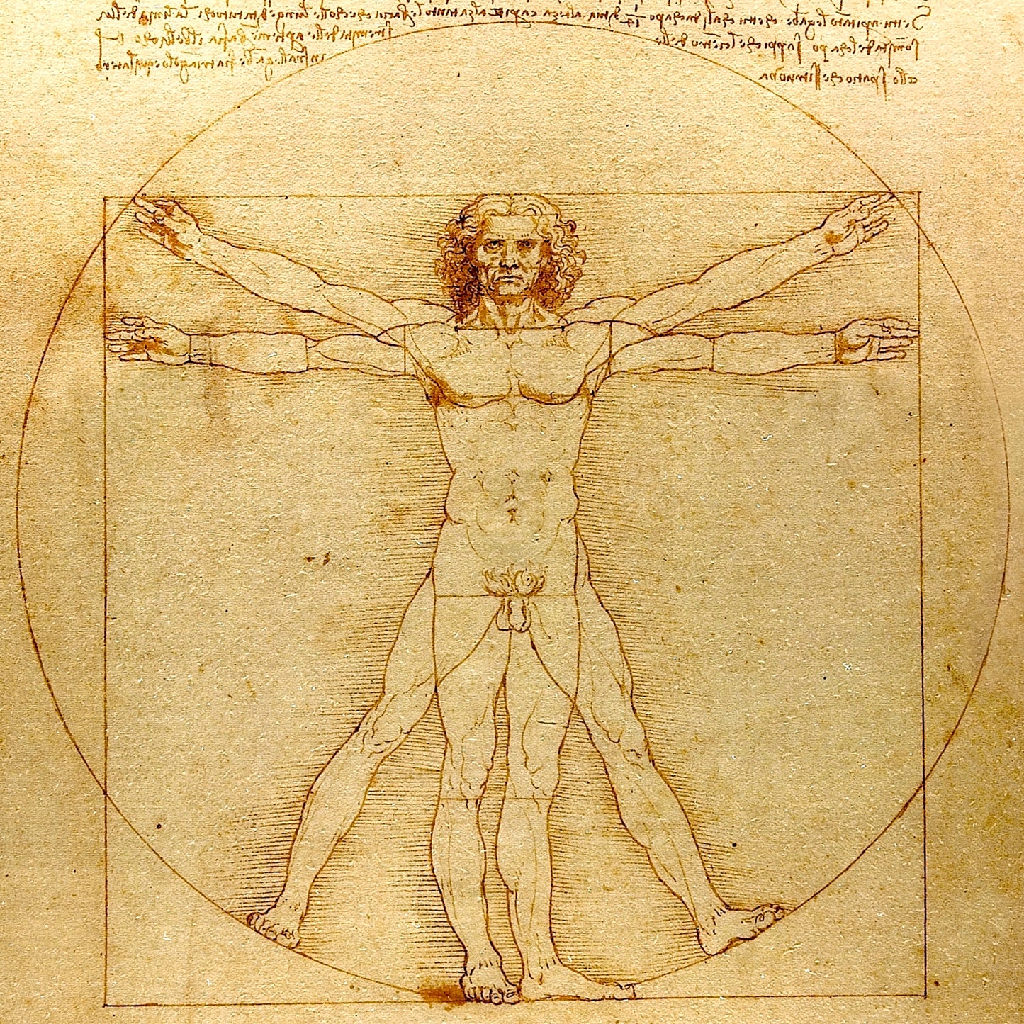 The Vitruvian Man