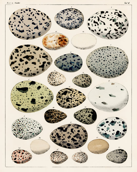 Oken Eggs