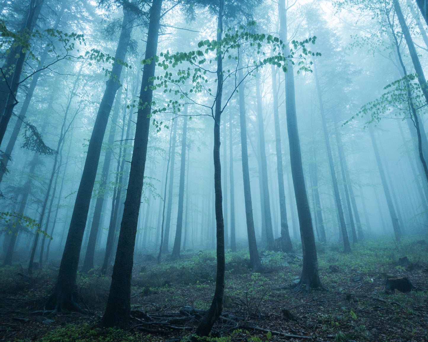 Forest in the Fog
