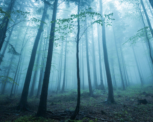 Forest in the Fog