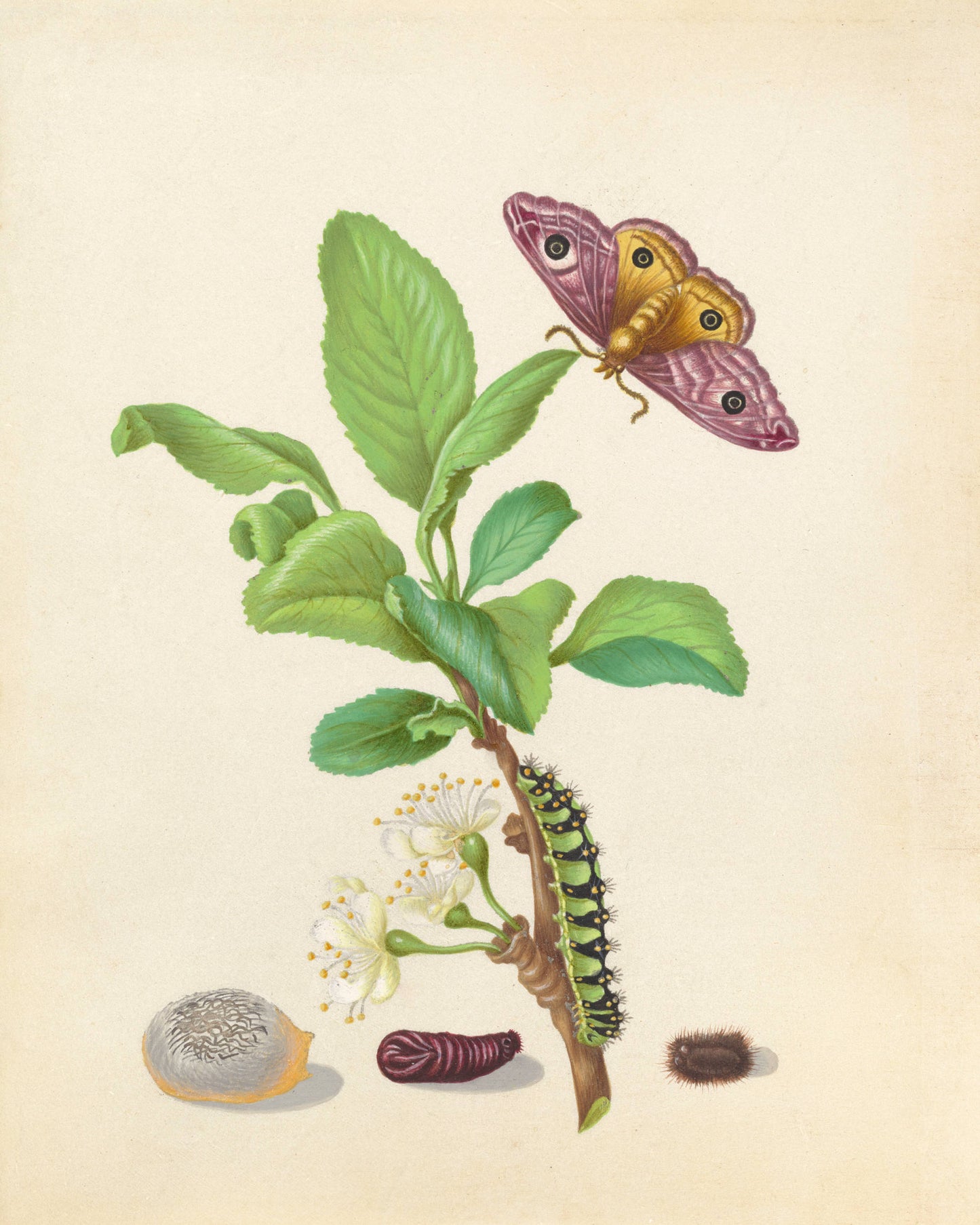 Metamorphosis