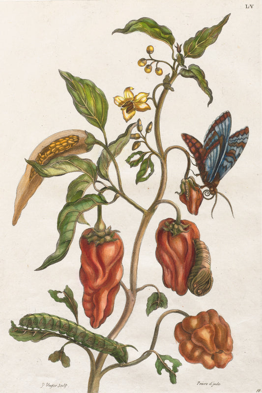 Indian Pepper