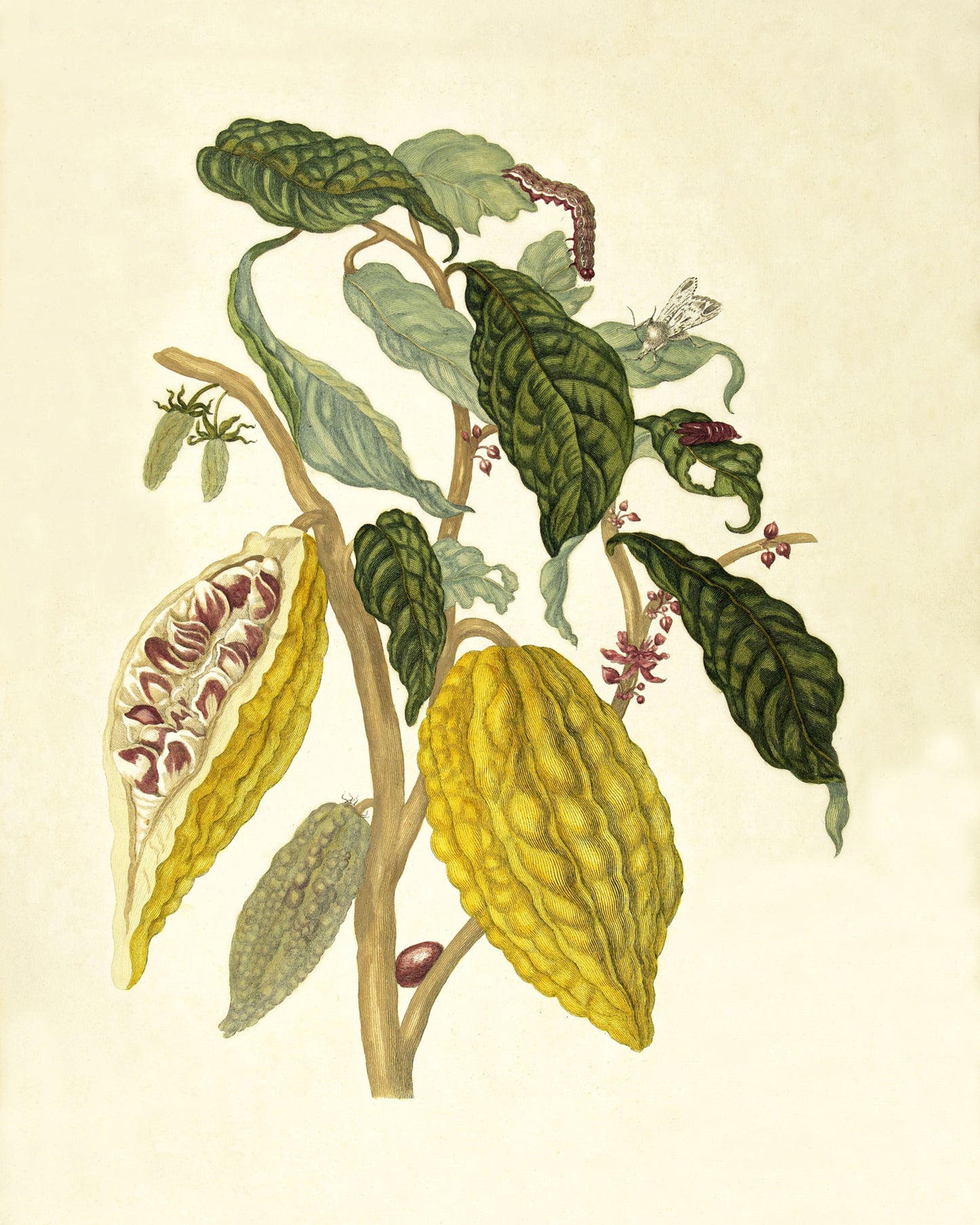 Cacao