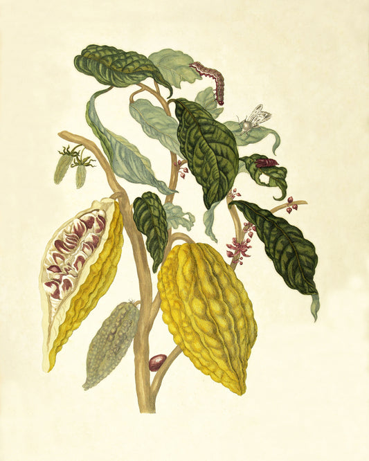 Cacao