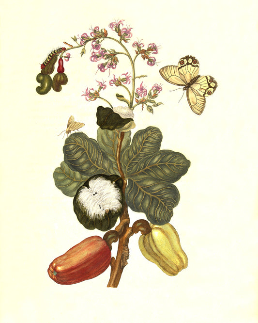 Cacao