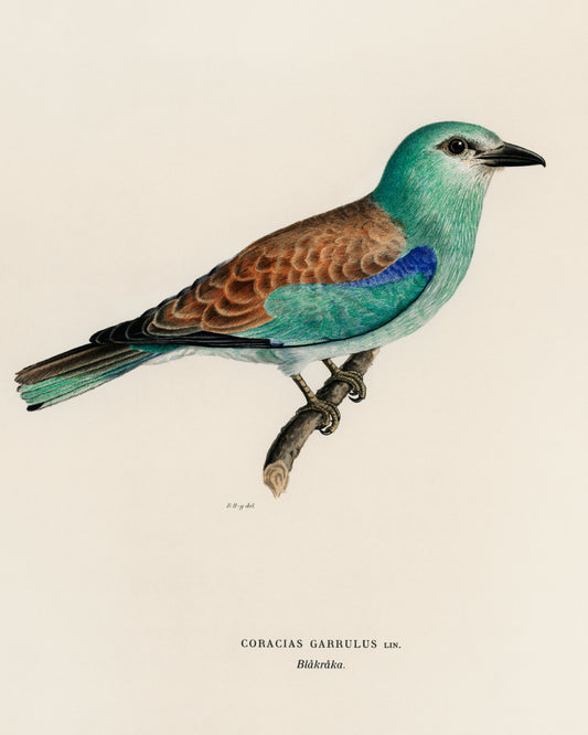 European Roller