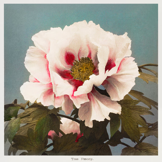 Tree Peony