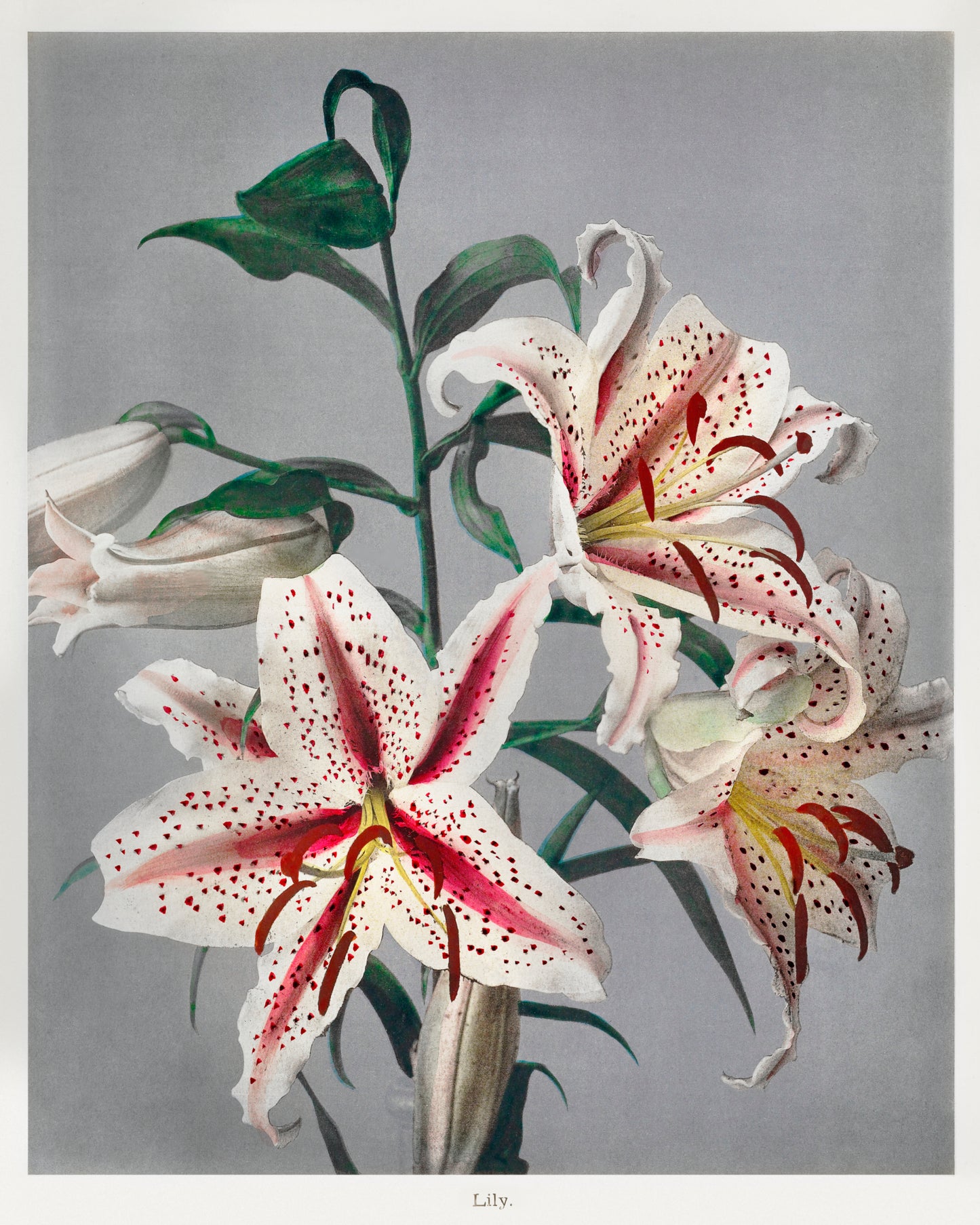 Lily