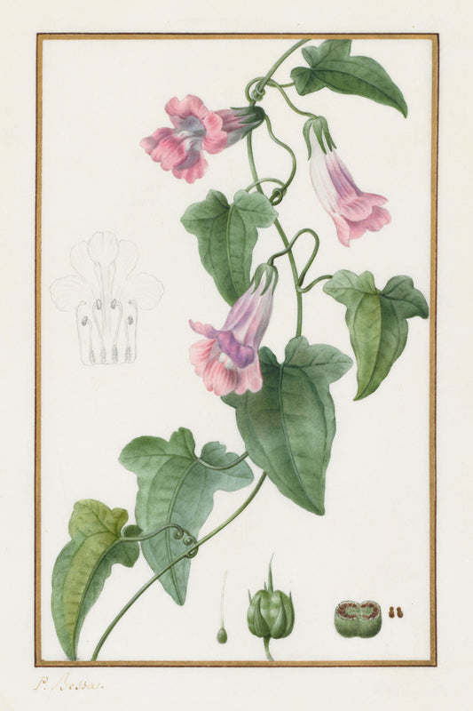 Maurandia