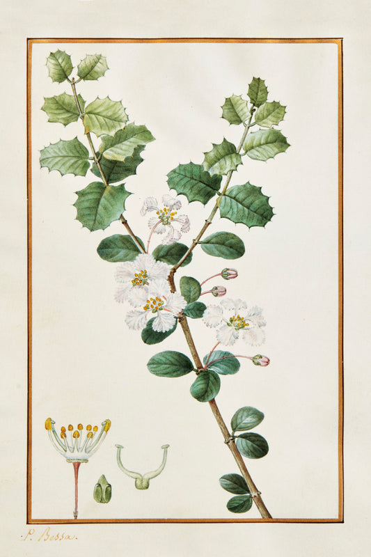 Malpighi