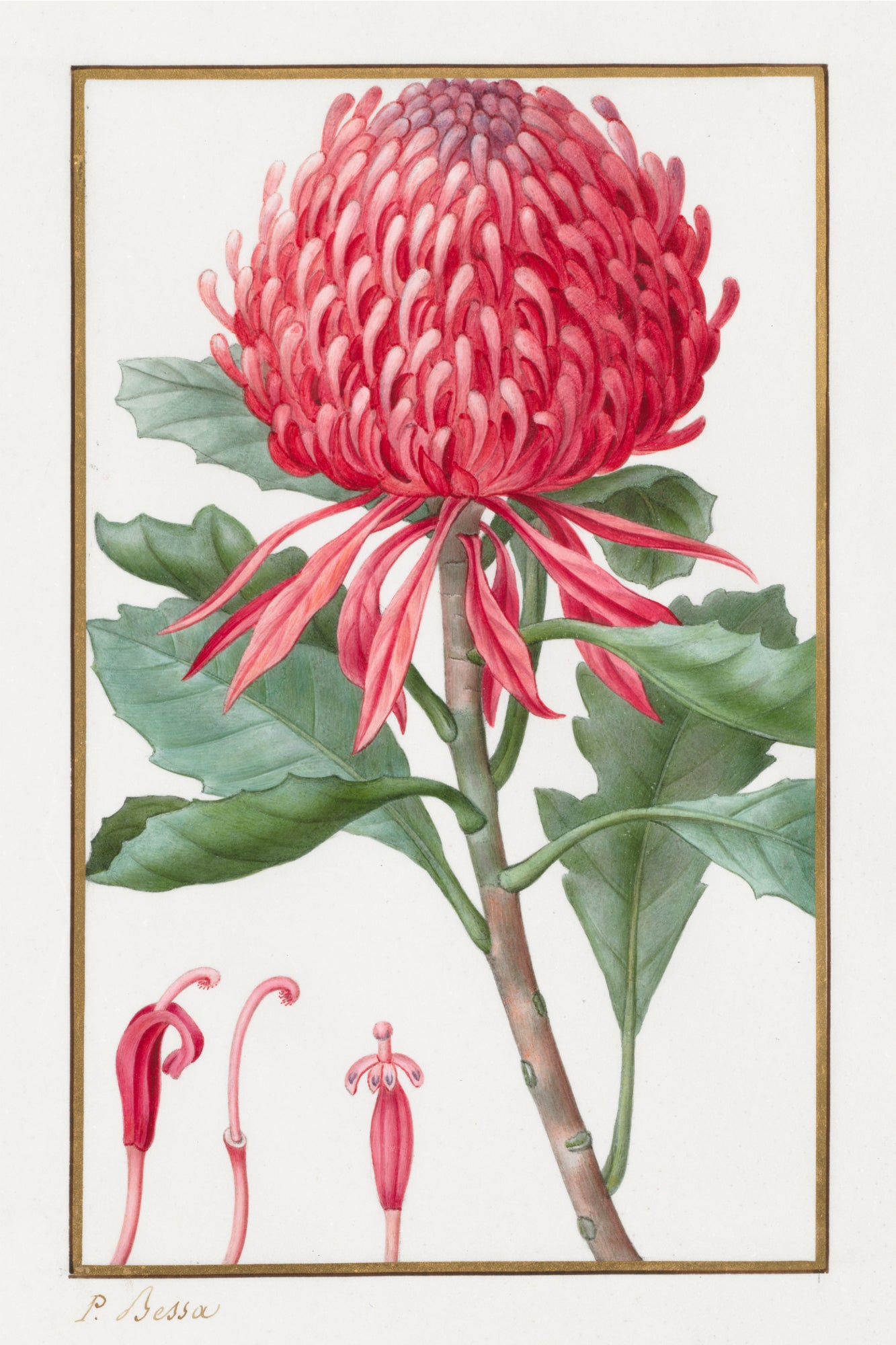Waratah