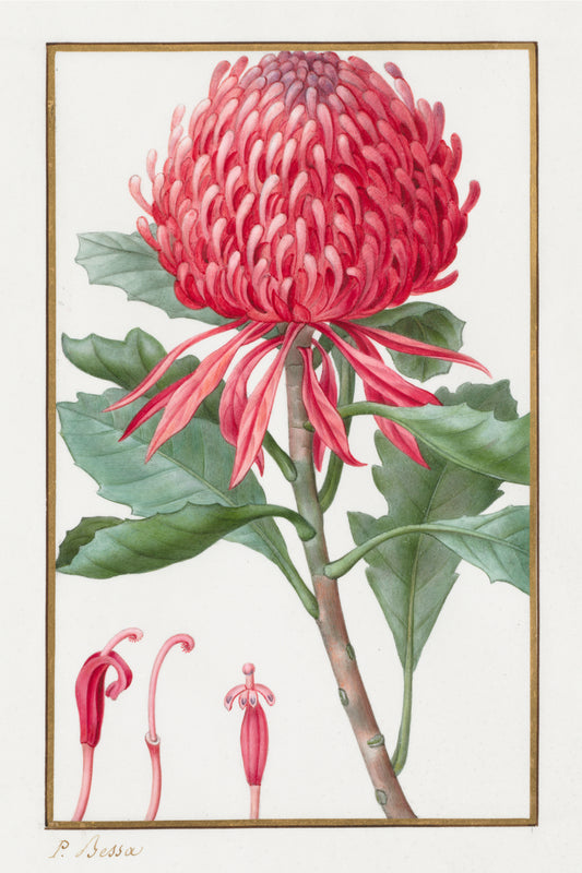 Waratah