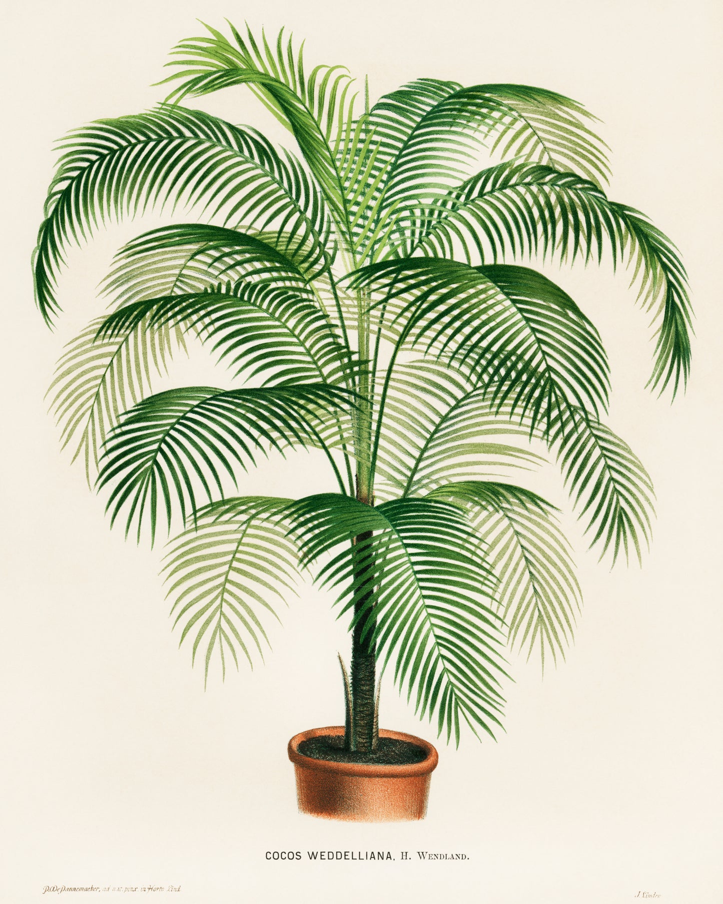 Cocos Weddelliana