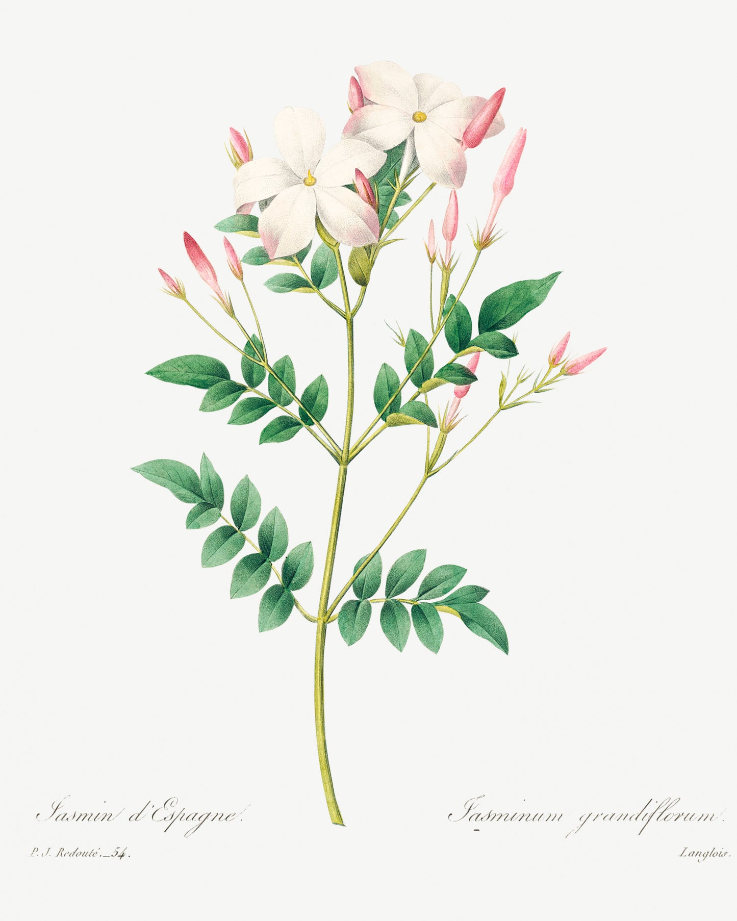 Jasmine