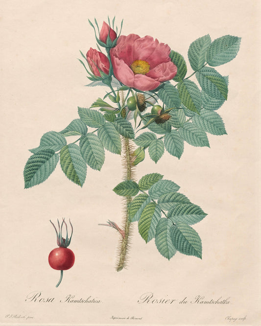 Roses